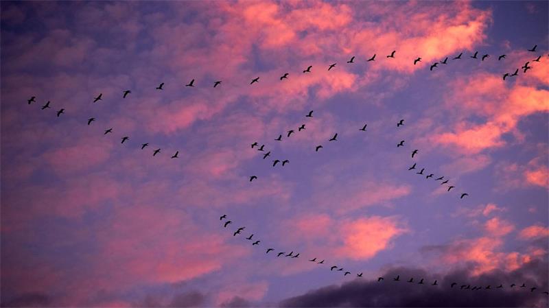 Es ist ein alljährliches Naturspektakel: der Kranichzug über Norddeutschland.