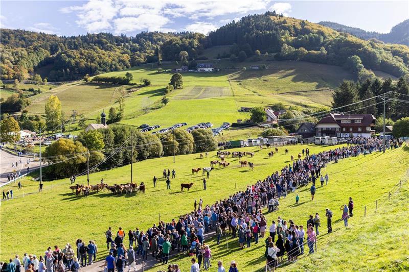 Schwarzwaldgemeinde feiert Rückkehr von Weidetieren Es ist nach Veranstalterangaben wie ein kleines Volksfest, wenn das Vieh von den Weiden in die Ställe zurückkehrt.