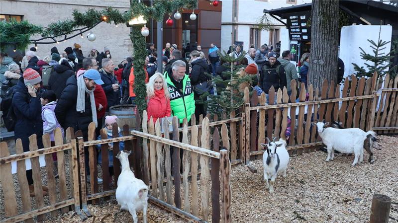 Neue Ziegen-Rasselbande sorgt für Freude Es könnte im Dezember noch zu weiteren Zicklein auf dem Goslarer Weihnachtsmarkt kommen.