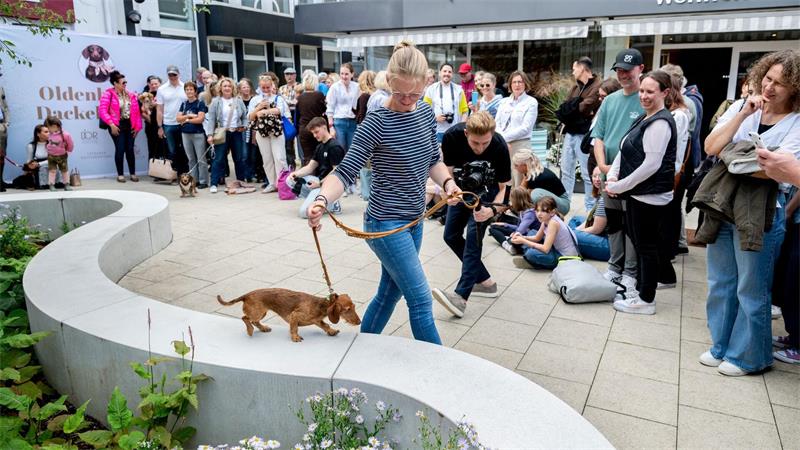 Es war das erste Dackeltreffen in Oldenburg überhaupt. 