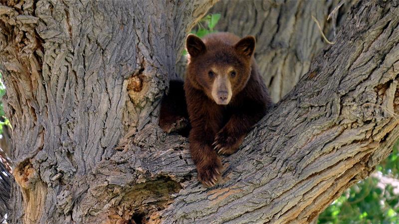 Es war nicht dieser Bär, der wegen eines Hundes auf einen Baum kletterte. Die Geschichte aus den USA begeistert das Internet. (Symbolbild)
