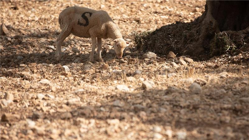 Wasserknappheit im Landesinneren Mallorcas Es werden nicht nur kurzfristige, sondern vor allem langfristige Lösungen gefordert.