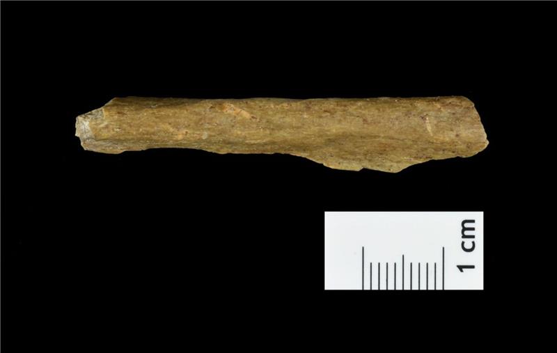 Mensch schon vor 45.000 Jahren in Thüringen Es wurden Knochenreste gefunden, deren DNA eindeutig vom Homo sapiens stammt.