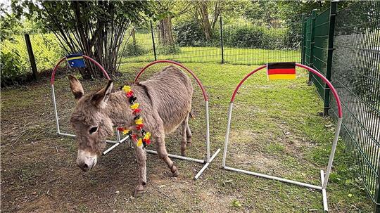 Esel Emil musste sich zwischen drei aus Rohren gebauten Bögen entscheiden: Curaçao, Unentschieden oder Deutschland.