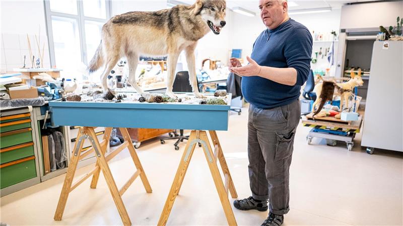 Etwa eine Woche braucht Christian Blumenstein im Naturkundemuseum in Potsdam für die Präparation eines toten Wolfs.