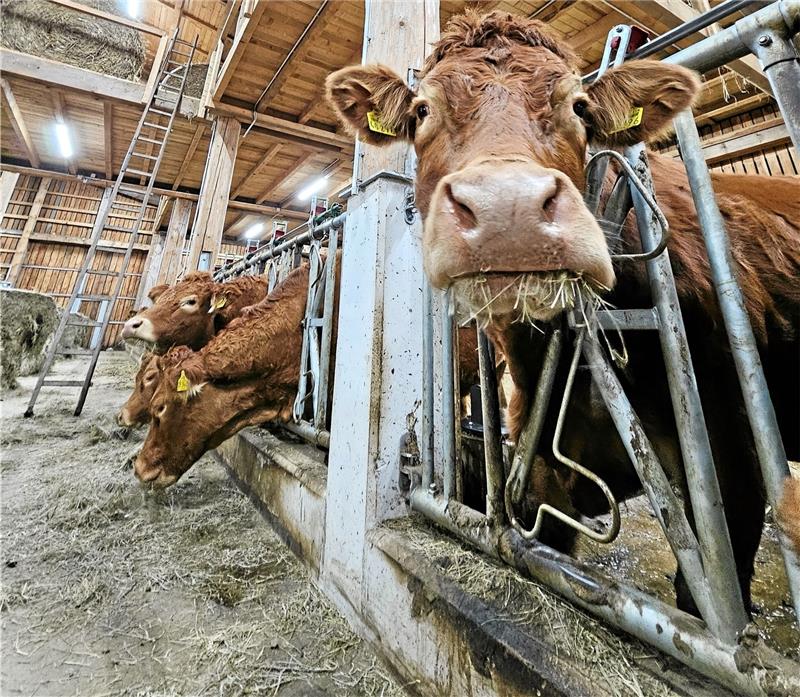 Etwas mehr als 50 Kühe und Kälber stehen derzeit im ausgezeichneten Kuhstall, der Platz für die Tiergruppen bietet. Nachwuchs wird Anfang 2024 erwartet. Foto: Potthast