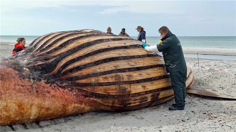 „Timmy“ war ein Weibchen – Obduktion von Buckelwal beendet Experten bei der Obduktion des Buckelwals am Strand der Insel Anholt.