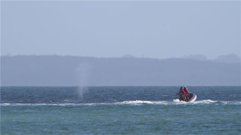 Experten beobachten den Wal von einem Schlauchboot aus.