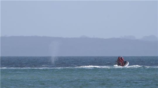 Experten beobachten den Wal von einem Schlauchboot aus.