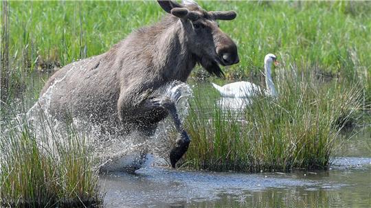 Experten glauben, dass sich die Tiere künftig wieder dauerhaft in Deutschland ansiedeln könnten. (Symbolbild)