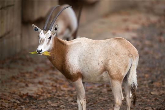 Experten sehen in der Auswilderung bedrohter Arten, die statt in freier Wildbahn nur noch in Zoos und ähnlichen Einrichtungen vorkommen, eine enorme Herausforderung - zu diesen Arten gehört auch die Säbelantilope.