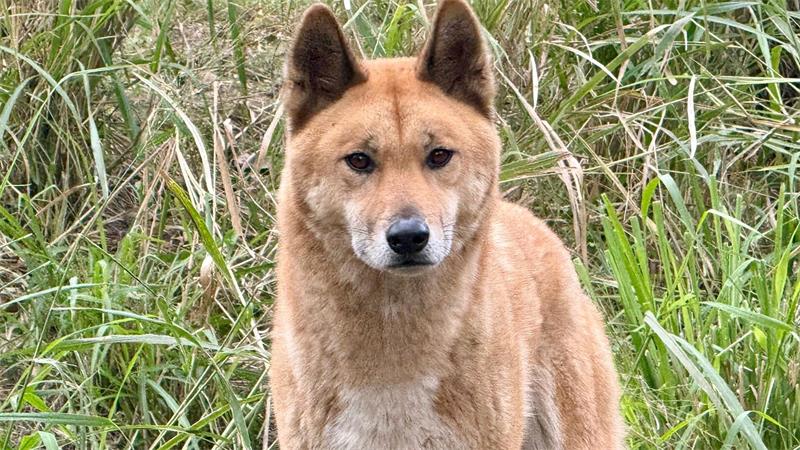 Vogelgrippe bedroht Australiens einzigartige Tierwelt Experten zufolge könnten sich auch Dingos mit der Vogelgrippe infizieren.