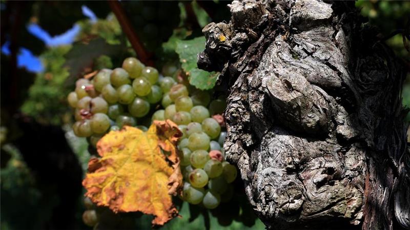 Extreme Wetterlagen wirken sich auf die Weinlese für den Jahrgang 2024 aus. (Archivbild)