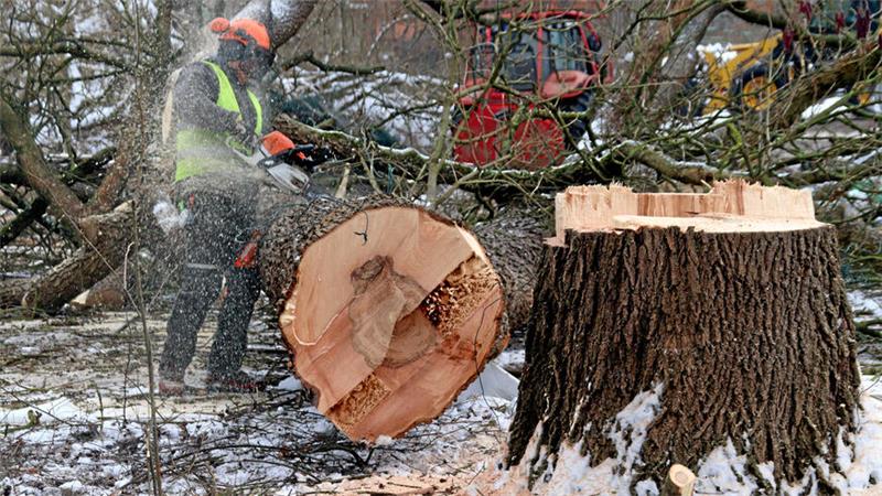 Baumfällarbeiten im Winter.