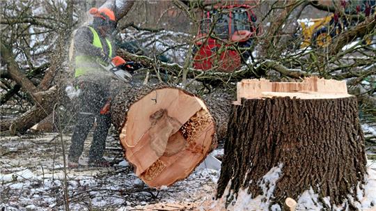 Baumfällarbeiten im Winter.