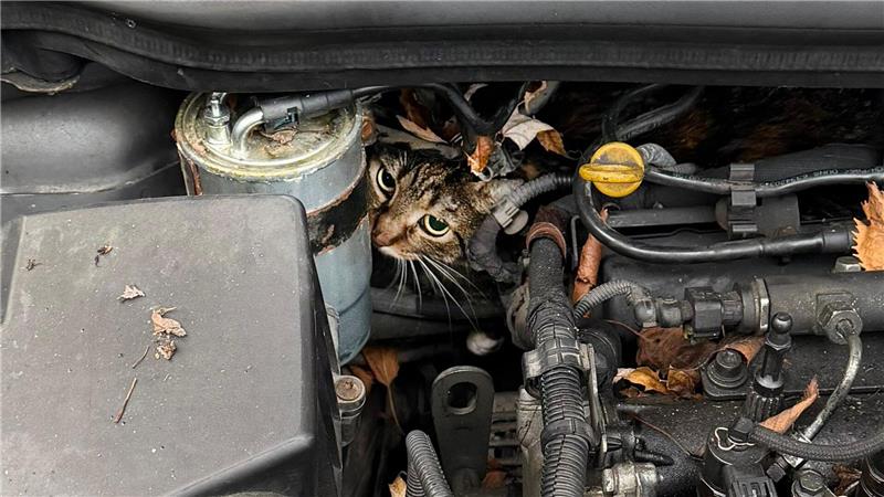 Fachleute haben den Motor so zerlegt, dass sie die Katze befreien konnten.