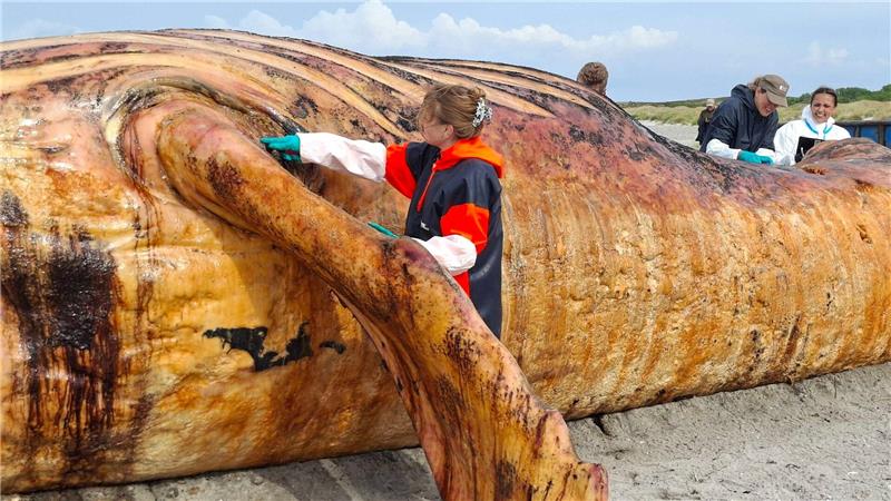 „Timmy“ war ein Weibchen – Obduktion von Buckelwal beendet Fachleute obduzierten den als „Timmy“ bekannten Buckelwal am Strand der Insel Anholt.