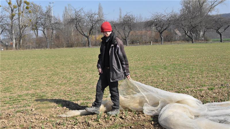 Person mit roter Mütze und dunkler Kleidung steht auf einem Feld und hält ein großes, ausgebreitetes Netz.