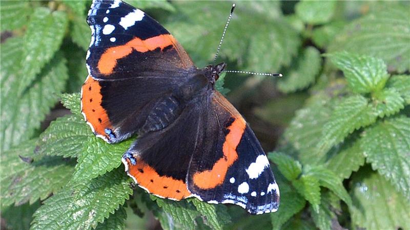 Falter wie Tagpfauenauge, Kleiner Fuchs, Landkärtchen und Admiral legen ihre Eier gezielt an Brennnesseln ab. (Archivbild)