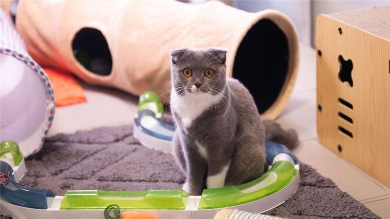 Faltohrkatzen haben oft schwere Gelenkentzündungen.