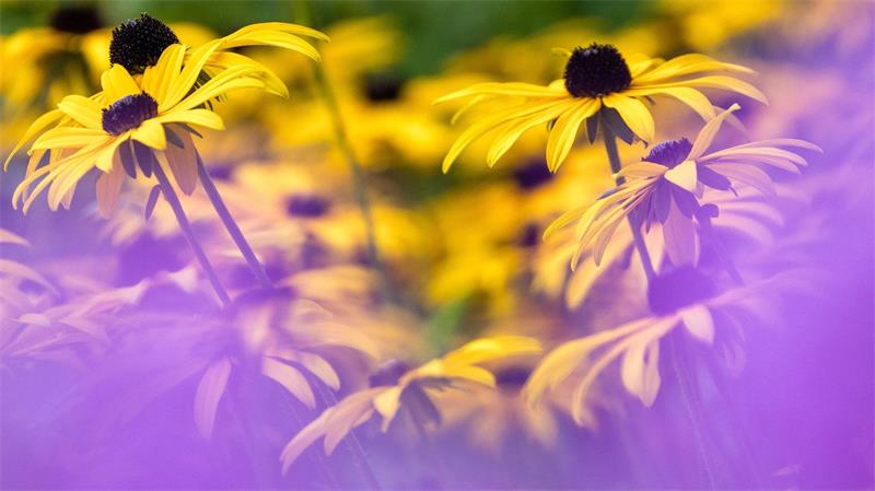 Farbenpracht im Spätsommer