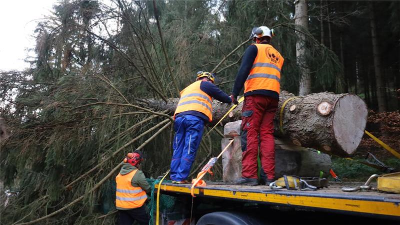 Weihnachtsbaum für den Berliner Reichstag kommt aus dem Harz Fast 30 Meter lang und knapp 4,5 Tonnen schwer: In ihrer vollen Pracht liegt die Fichte auf dem Tieflader, wo sie zum Weitertransport vorbereitet wird.