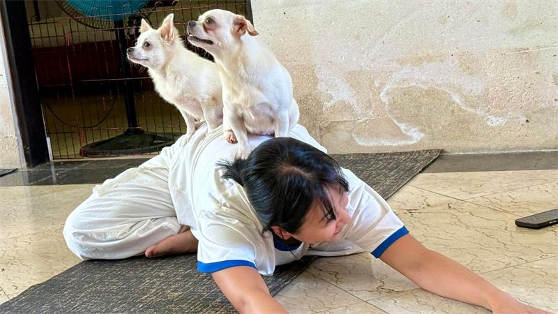 Trend Puppy Yoga: Herabschauender Hund trifft Hundebabys Fast sieht es aus, als hätten die kleinen Hunde selbst eine Yogapose eingenommen.