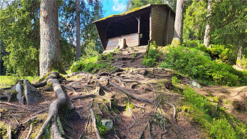 Holzhütte auf bewachsenem Hügel mit freiliegenden Baumwurzeln im Vordergrund und Bäumen im Hintergrund
