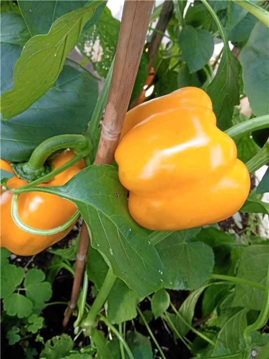 Februar:  Um solche Paprikafrüchte zu ernten, sollten die Samen bereits früh im Jahr, spätestens Anfang März in Aussaaterde gelegt werden. Paprika und auch Chili haben eine lange Kulturzeit bis zur Ernte.  Fotos: Borchers