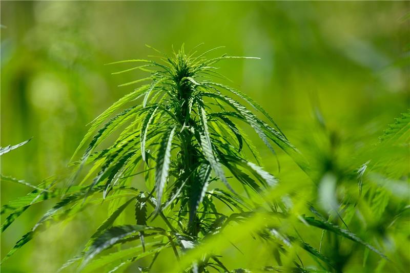 Gewerkschaft der Polizei kritisiert Cannabis-Gesetzentwurf Fehlt es dem Cannabis-Gesetzesentwurf der Bundesregierung an Präzision und Weitsicht? Das findet jedenfalls die Gewerkschaft der Polizei.
