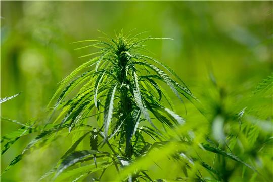 Fehlt es dem Cannabis-Gesetzesentwurf der Bundesregierung an Präzision und Weitsicht? Das findet jedenfalls die Gewerkschaft der Polizei.