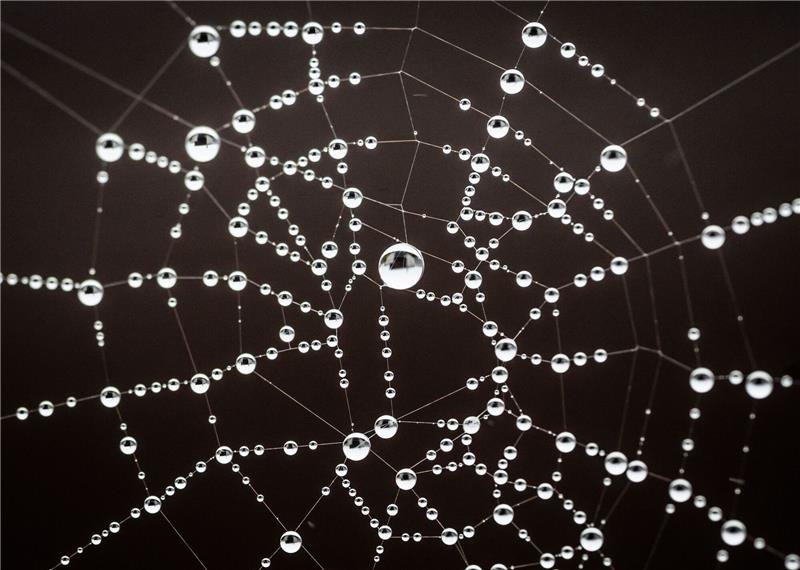 Feine Wassertropfen haben sich bei auf einem Spinnennetz abgesetzt. Forscher haben erstmals Spinnennetze auf kleinste Plastikteilchen untersucht.