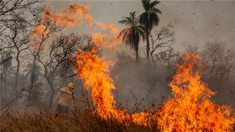 Jede Minute 18 Fußballfelder Urwald weniger Feuer waren die Hauptursache für den großen Waldverlust. (Archivbild)
