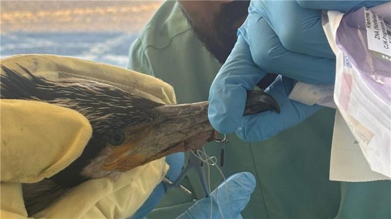 Warum der Kormoran wohl nicht gezielt Hilfe suchte Feuerwehr und medizinisches Personal der Notaufnahme entfernten den Angelhaken und versorgten die Wunde. (Handout/Archivbild)