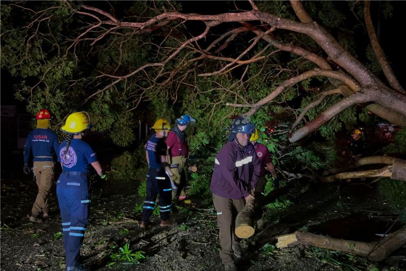 Mexikos Pazifikküste: Zwei Tote nach Hurrikan „Lidia” Feuerwehrleute in Mexiko entfernen Bäume, die auf einer Straße liegen.