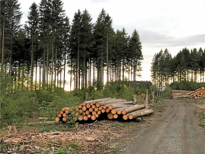 Die Holzdiebe schlagen im Harz wieder zu Fichtenstämme, zu einem Polter gelagert, am sogenannten Schlangenweg in Braunlage. Fotos: Eggers