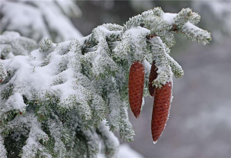 Fichtenzapfen hängen an einer winterlich mit Schnee bedeckten Fichte auf dem Brocken.