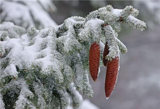 Fichtenzapfen hängen an einer winterlich mit Schnee bedeckten Fichte auf dem Brocken.