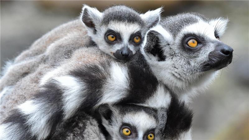 Ein Katta-Weibchen (lat. Lemur catta) trägt ihren Nachwuchs (Zwillinge) an ihrem Körper