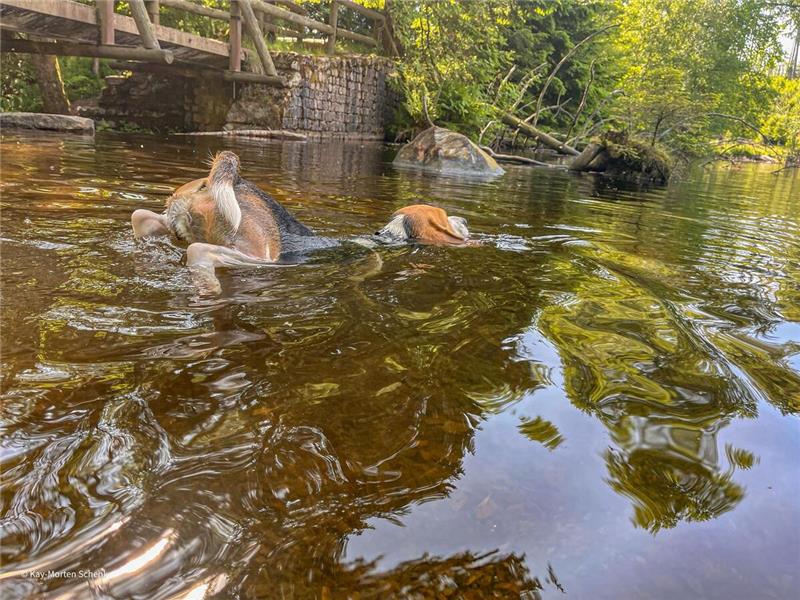Finja, der Hund von Kay-Morten Schenk, tut es den Enten im Silberteich gleich.