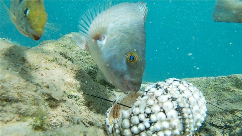 Massensterben von Seeigeln bedroht Korallenriffe Fische fressen einen Seestern im Mittelmeer.