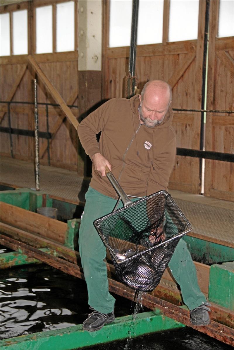 Fischerei Zordel in Altenbrak betreibt 42 Becken für Forellen Fischerei-Ingenieur Jörg Handschak holt mit dem Kescher fangfrische Forellen aus einem der 42 Becken. Darin schwimmen die Fische ständig gegen die Strömung. Das macht ihr Fleisch muskulös und wohlschmeckend. Fotos: Seilkopf