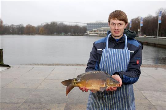Fischverkäufer Felix Stähler hält einen Maschsee-Spiegelkarpfen in den Händen.