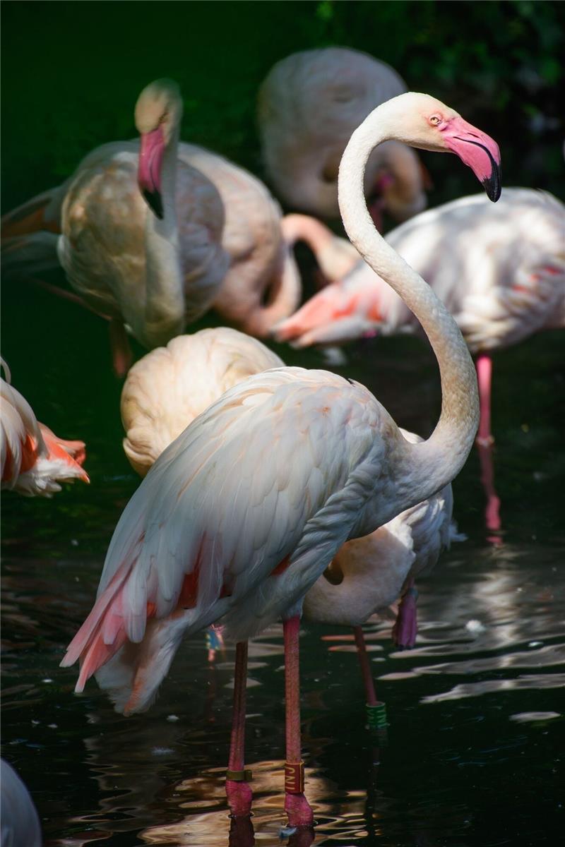 Ein Berliner Rekordhalter: Flamingo Ingo wird vermutlich 75 Flamingo Ingo steht in einem kleinen See im Berliner Zoo neben seinen Artgenossen. Seit mehr als 65 Jahren lebt er im traditionsreichen Berliner Zoo.