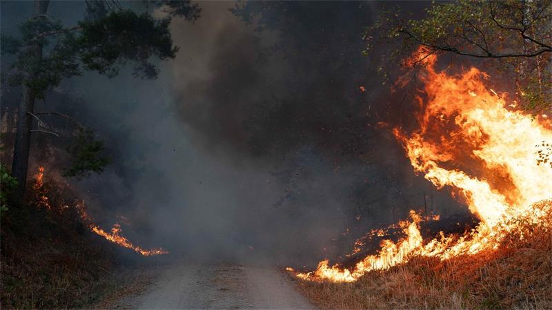 Flammen schlagen im Hürtgenwald hoch. 
