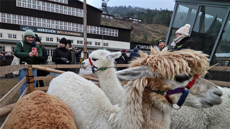 Rund 11.000 Besucher beim weihnachtlichen Rammelsberg Flauschige Besucher: Bewohner des Alpakahofs sind ebenfalls am Rammelsberg zu Gast.