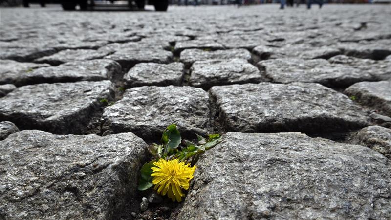 Flower-Power: Ein Löwenzahn blüht auf dem Domplatz in Erfurt zwischen den Steinen. 