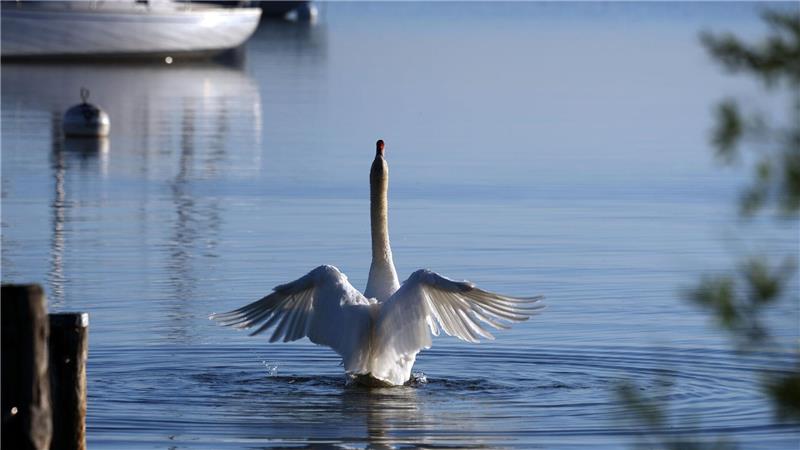 Flügelschlag in einen herrlichen Tag - ein Schwan im Ammersee.