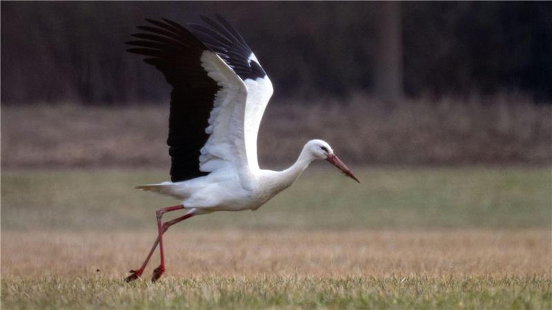 Flugbereitschaft: Ein Storch hebt von einer Wiese in Bayern ab. 