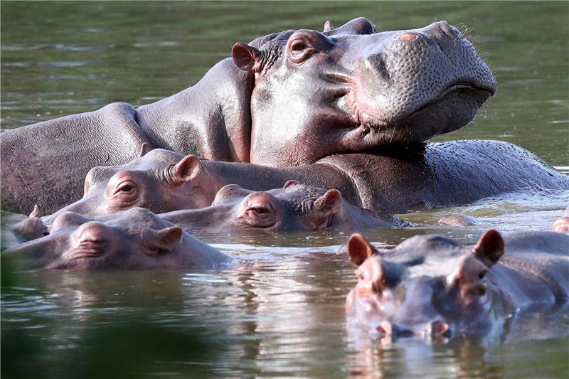 Escobars Erbe: Kolumbiens Kampf gegen die Nilpferde Flusspferde schwimmen in der Lagune im Hacienda Napoles Park - dem ehemaligen Privatanwesen des Drogenbarons Escobar, der vor Jahrzehnten drei weibliche und ein männliches Nilpferd importierte.